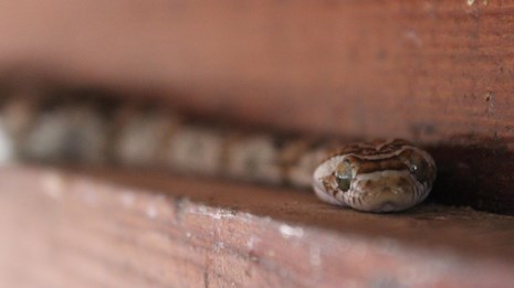 A snake lies on a wood ledge