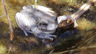 A small grey frog in a shallow stream