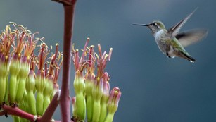 A hummingbird hovers near an agave flower