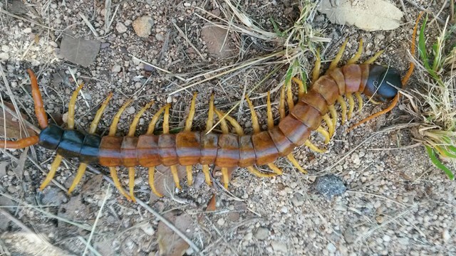 A large black and red centipede