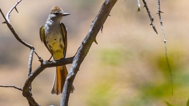 Gray flycatcher with pale yellow belly perches on a branch