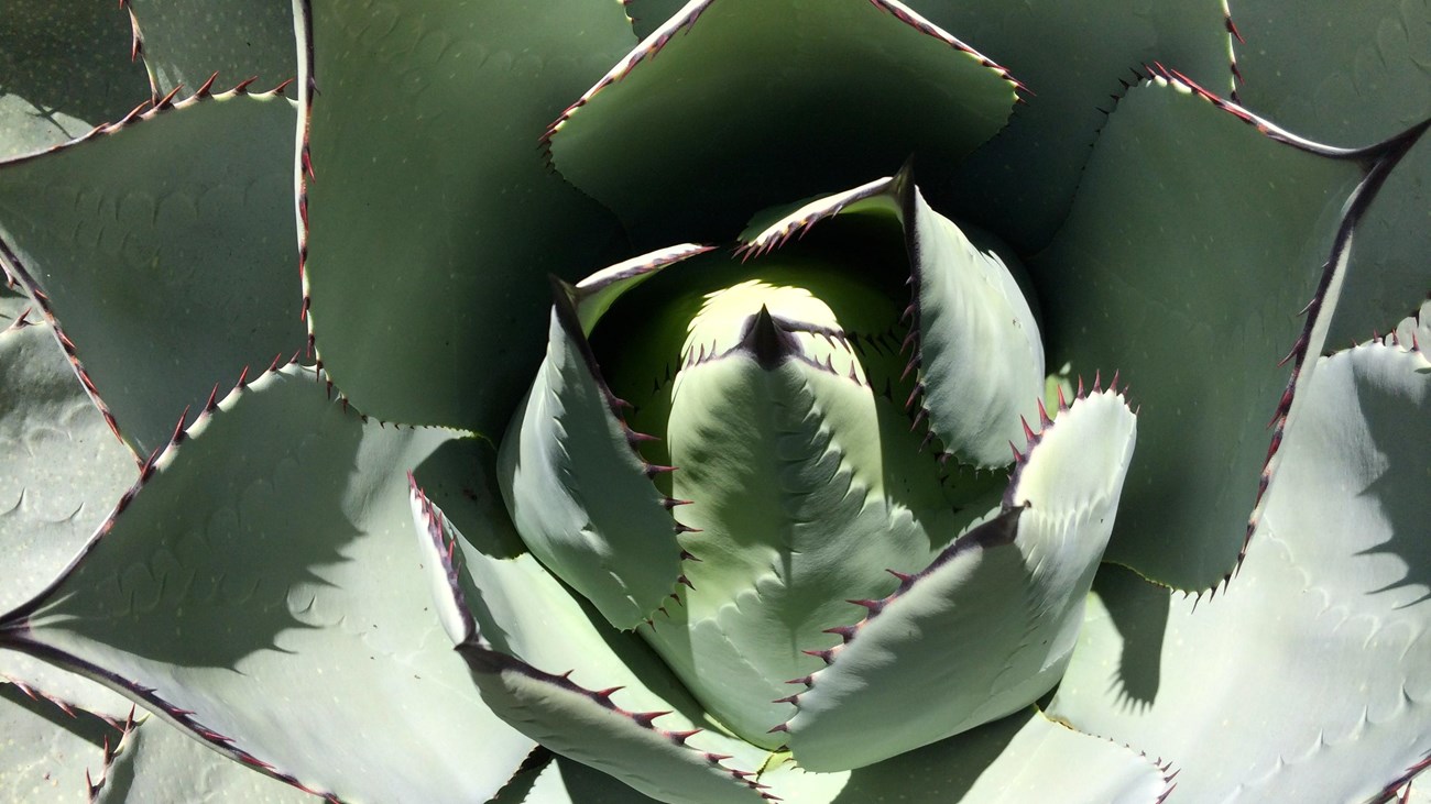 Green spikey leaves circle around a central point.