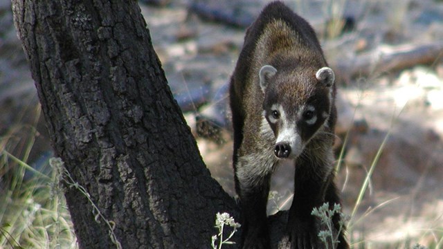 A coati stands on a tree trunk