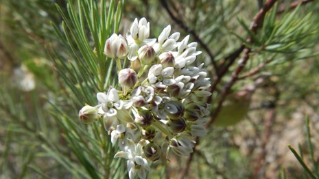 A closeup of a clustered white flower on a green, needle like plant