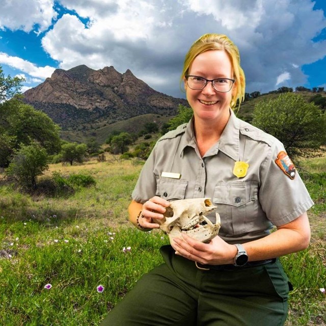 ranger sitting on a stool holding a javelina skull with mountain in background