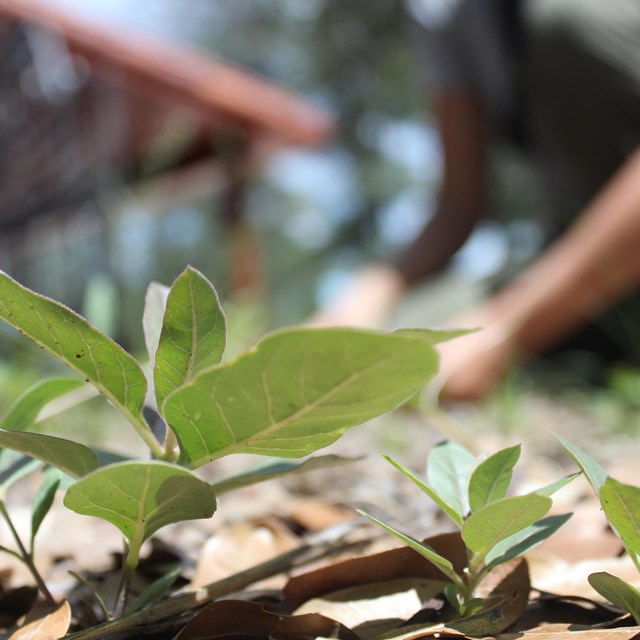 Four or five small plants emerge from the earth