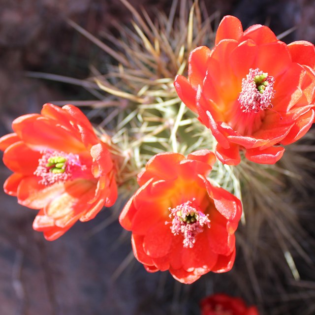 Bright red flowers bloom on a spiny cactus