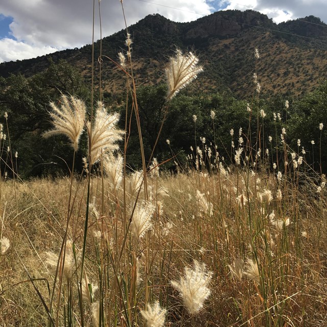 Bright seed tufts on grass plants