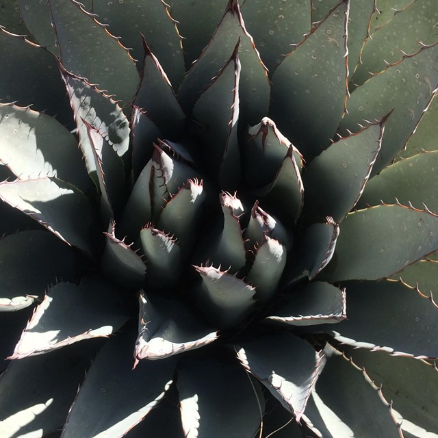 A closeup of a spiky leaved agave