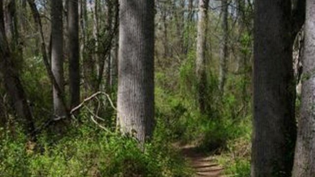 Nature trail