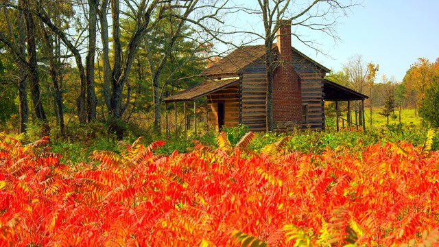 Image of Robert Scruggs House in fall. Orange vegetation is in the foreground of the photograph. 