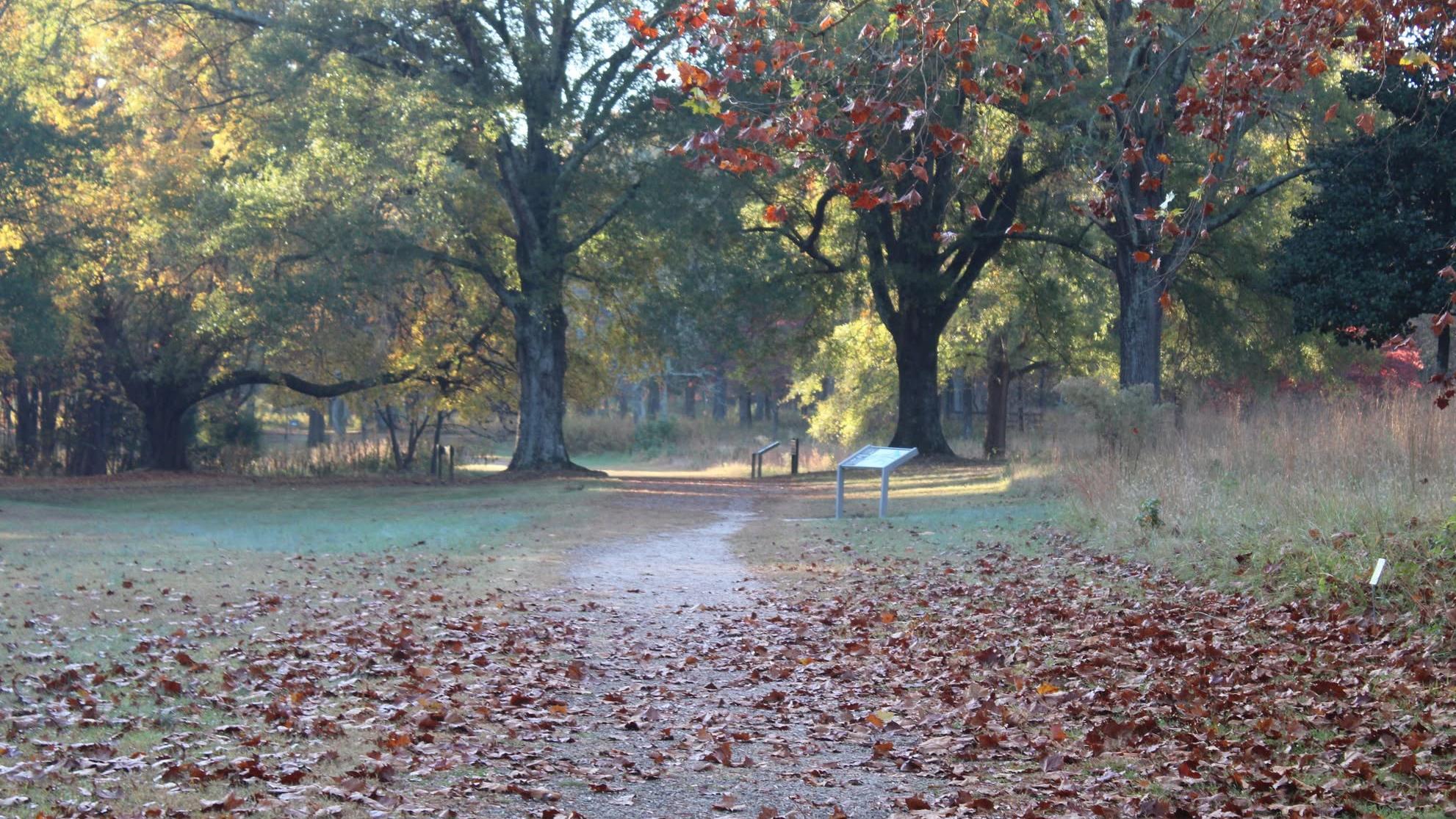 Leaves on a dirt road traveling through two large trees