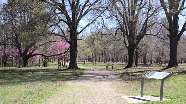 Dirt road between two large trees