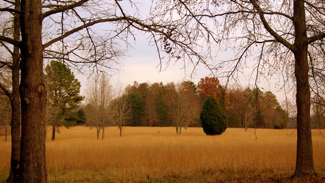 Field with tan grass and trees in the distance. 