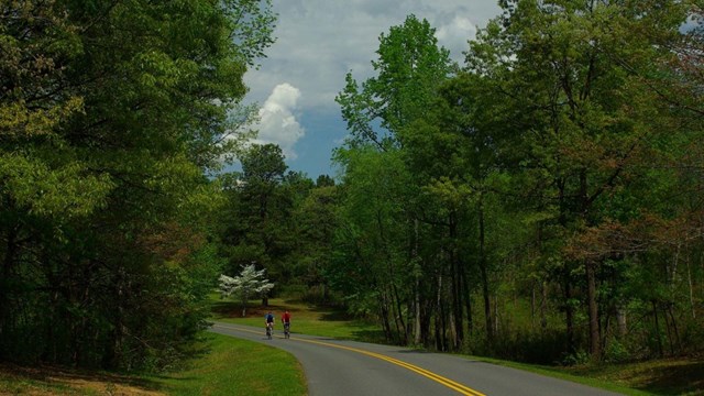 Visitors riding bikes on loop road. 