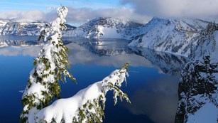 Mountain hemlocks cling to the icy rim of the Crater Lake caldera.