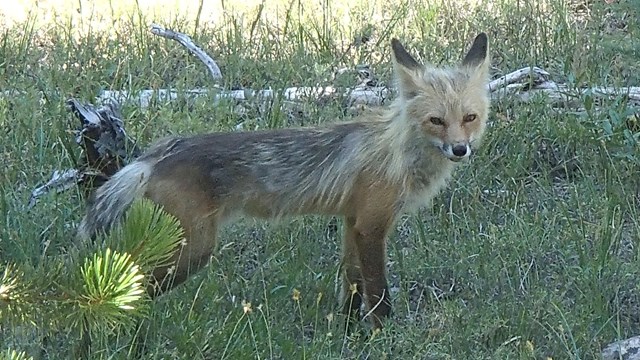 Red Fox