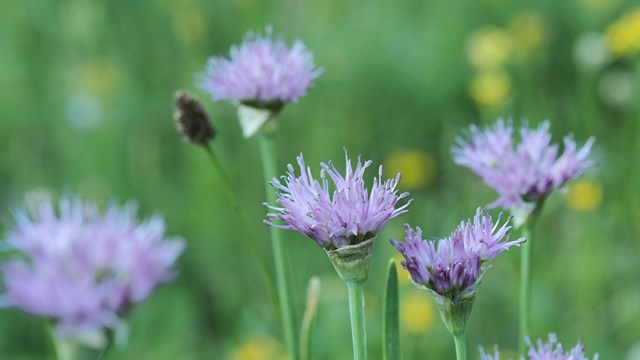 Pacific Swamp Onion Allium validum