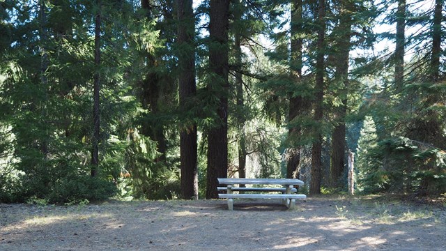 a  picnic table with a concrete base sits on tan soil in dappled light and tall conifers  behind it