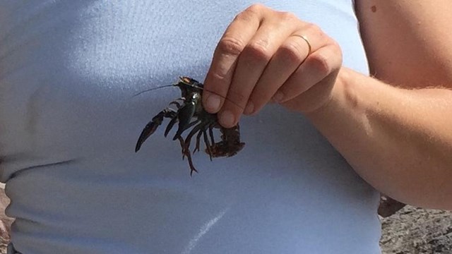 person holds a medium sized crayfish
