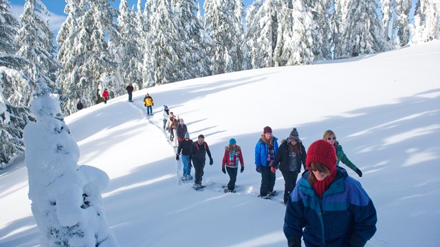 Visitor in a snowy forest on a ranger-guided snowshoe walk