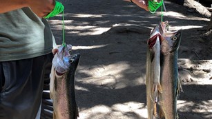 Person on trail holds two stringers filled with fish caught in Crater Lake.