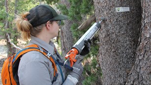 Park researcher applying bark beetle repellent to a pine tree.