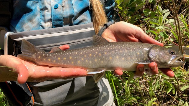 Researcher holding a bull trout.