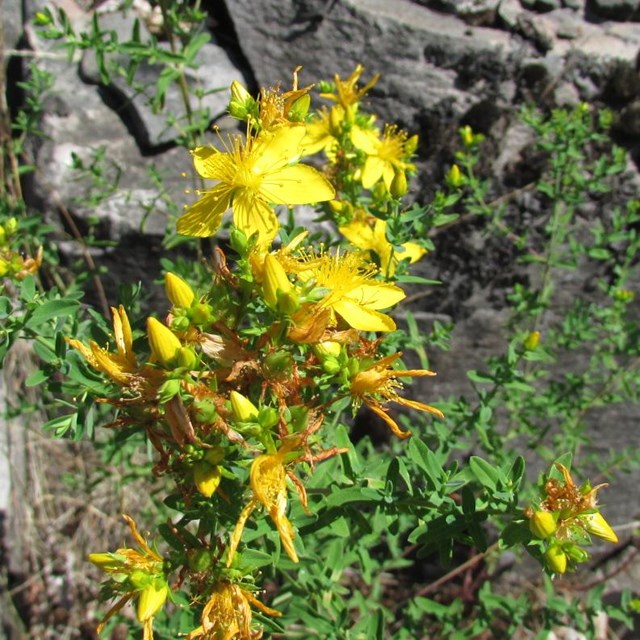 St. John's wort is an nivasive species in the park.