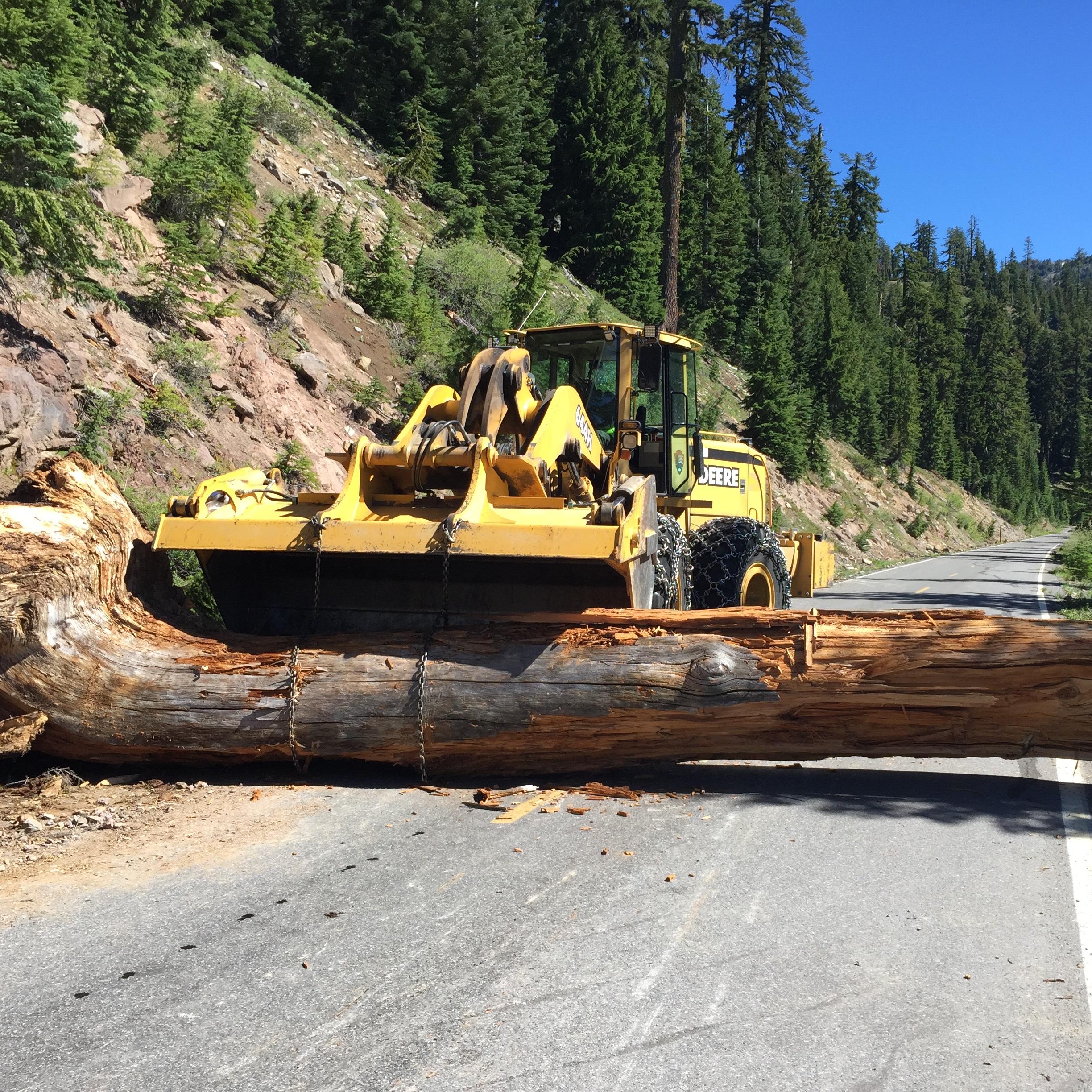A yellow plow pushes a fallen tree off of the road, behind the plow is a conifer forest. 