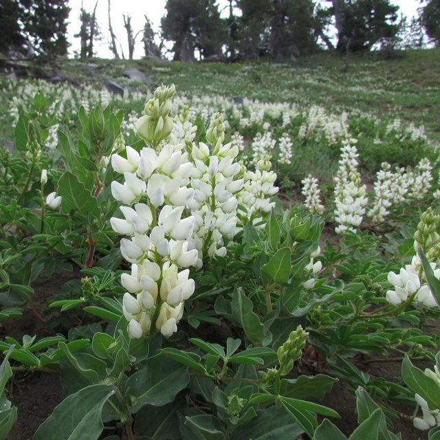 A meadow filled with white lupine