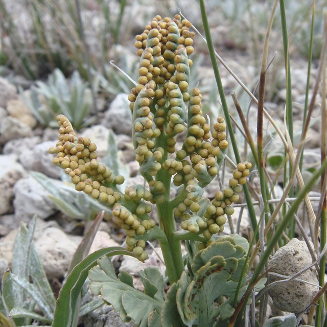 Grapefern is a native plant with declining number. 