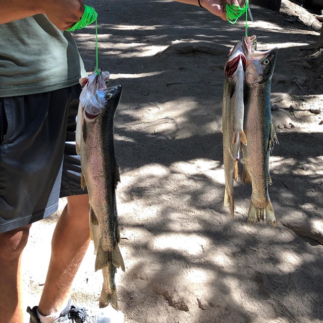 Person on trail holds two stringers filled with fish caught in Crater Lake.