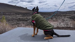 A dog sits on a paved sidewalk, overlooking the Craters landscape.