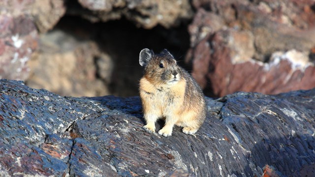 A small, round, rodent-like animal perches on a rock.
