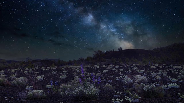 The Milky Way over a lava field blooming with buckwheat. 