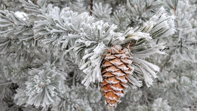 a pinecone and branch covered in frost