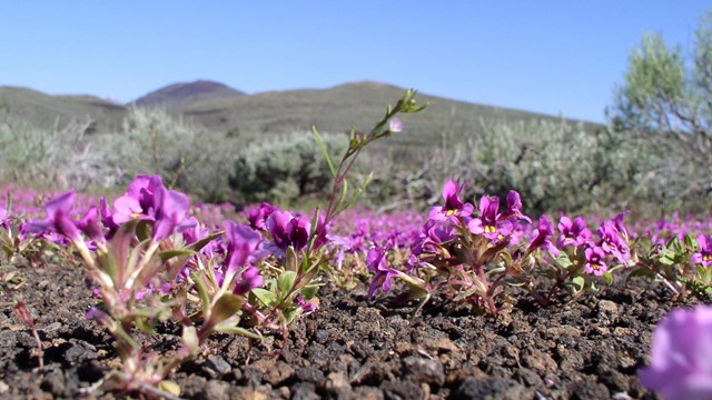 closeup of many small bright pink flowers with hills in the distance