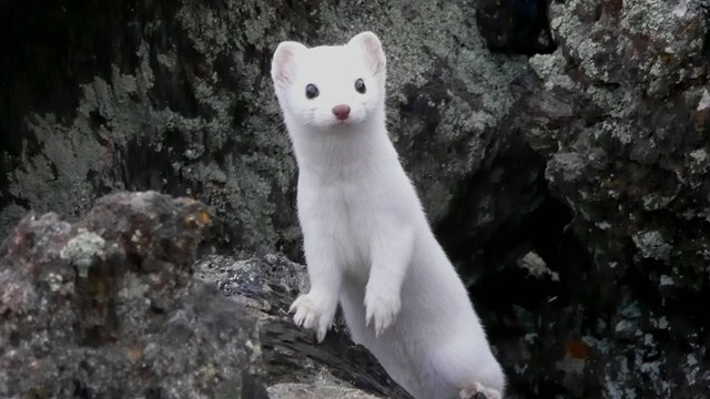 a white weasel peeking out from dark rocks