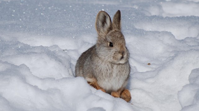 a small rabbit sitting in the snow