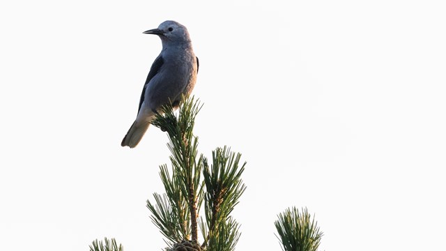 A gray and black Clark's nutcracker perched in a pine tree