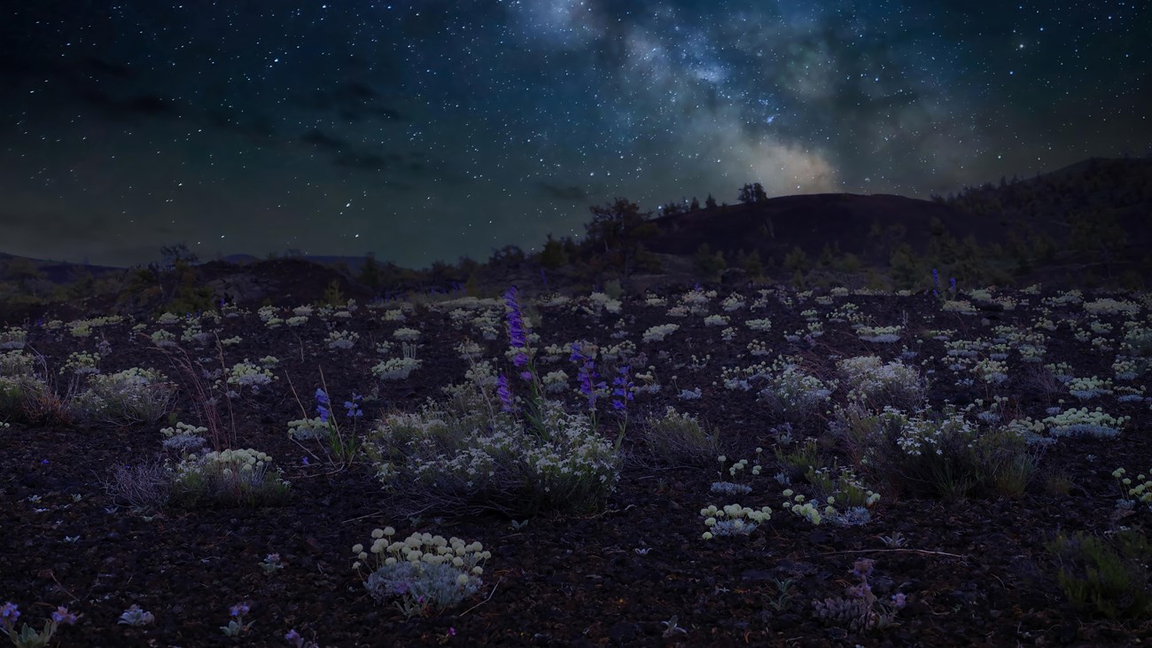 Purple and white flowers emerge from a lava landscape. They are illuminated by the milky way.