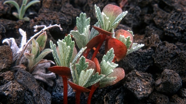 Green and red sprouts emerge from the cracks between cinders.