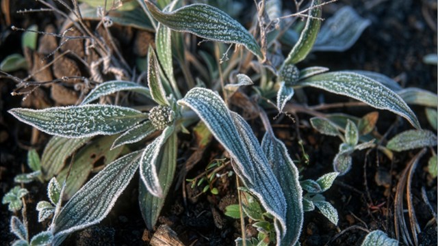 A closeup of greenish white leaves with a fuzzy appearance emerging from in-between cinders.