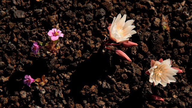 two small pink flowers next to two white flowers against dark cinders
