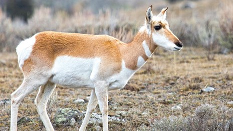 a pronhorn antelope stands in a sagebrush desert