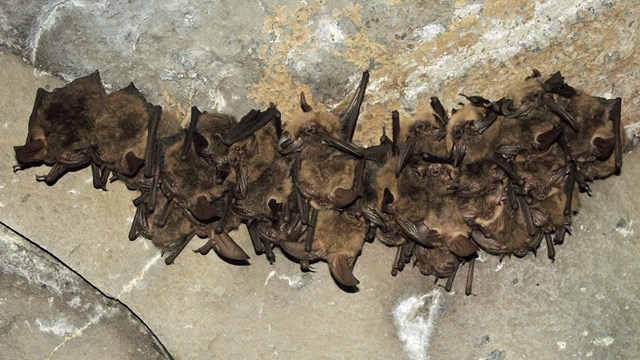 A tight cluster of bats roosting inside a cave.