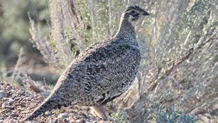 A small, brown, chicken-like female sage grouse