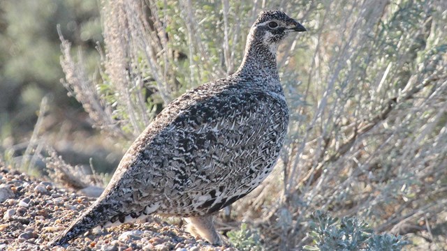 A small, brown, chicken-like female sage grouse