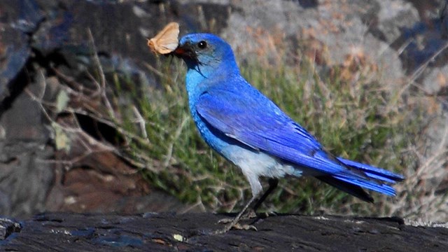 a bright blue bird holds a butterfly in its beak
